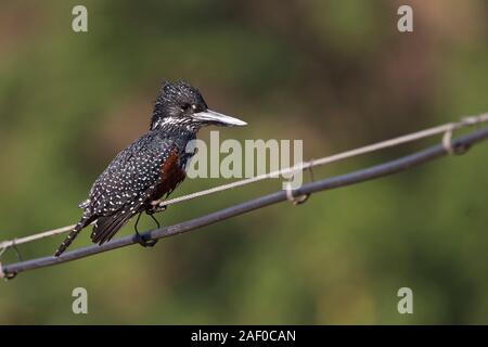 Erwachsene Frau Giant Kingfisher warten auf ihre Chance Stockfoto