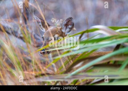 Fawn/Rotwild in der Wüste, Spots sind fast verschwunden. Stockfoto