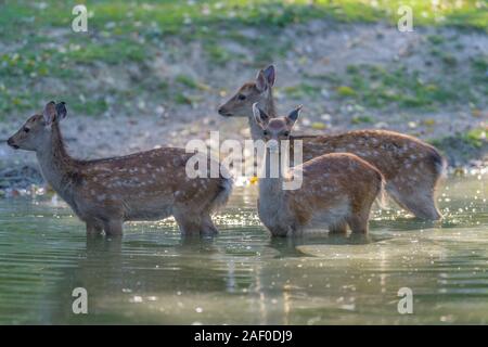 Sika Hirsche, Cervus Nippon, drei in Teich Stockfoto