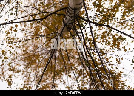 Herbst Birke. Baum, von unten nach oben anzeigen. Gelbe Blätter auf einer Birke. Stockfoto