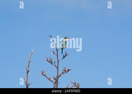 Heilige Kingfisher thront auf dem Flachs auf der Suche nach Beute. Iconic NZ Native Bird, schöne Gefieder, irisierende Farben, Türkis. Kotare ist maori Name. Stockfoto