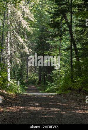 Alte und neue Bäume entlang einer Forststraße Stockfoto