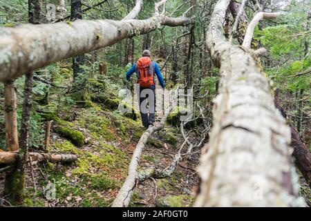 Wandern durch ein üppiger Wald mit hellen Farben Stockfoto