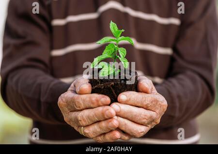 Ökologie Konzept ausgereift Hände halten einen Baum pflanzen Bäumchen mit am Boden. Tag der Umwelt Stockfoto
