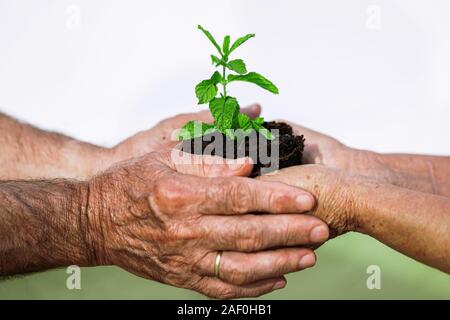 Der alte Mann und Frau mit einem Topf Minze, Ökologie Konzept Stockfoto