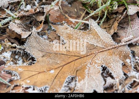 Trockene Blätter mit Herbst morgen Frost auf den Boden bedeckt. Gefrorene Herbst Blätter auf einen frühen Fall morgen Stockfoto
