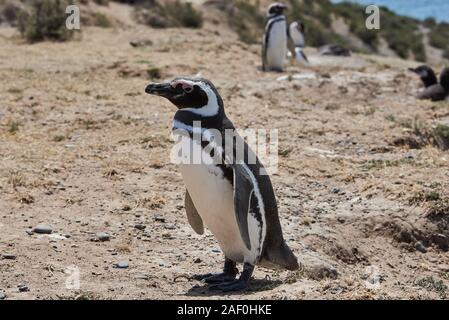 Pinguin auf den Strand von Patagonien Argentinien Stockfoto