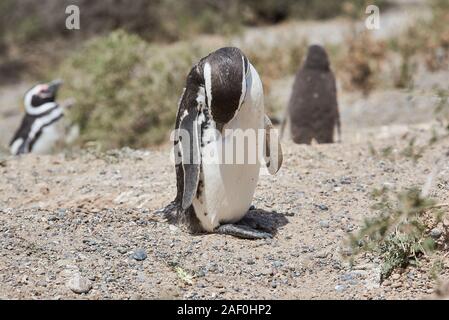 Pinguin auf den Strand von Patagonien Argentinien Stockfoto