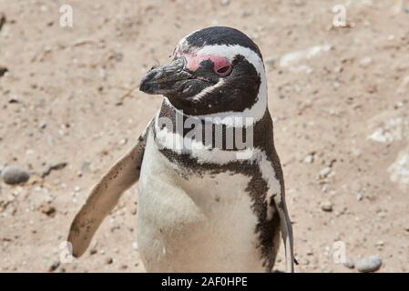 Pinguin auf den Strand von Patagonien Argentinien Stockfoto