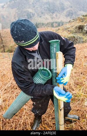 Pflanzen englischer Muttersprachler Bäume um die Fells oben Thirlmere Reservoir in den Lake District, England. United Utilities, die eigenen Thirlmere und Haweswater ein Stockfoto