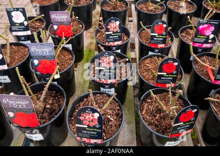 Eine Anzeige von Bush und Terrasse blühende Rosen zum Verkauf für den Dezember Pflanzen in einem Garten Center North Yorkshire Stockfoto
