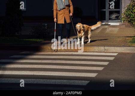 7/8-Ansicht von Mann mit Stock und Hund stand neben Zebrastreifen Stockfoto
