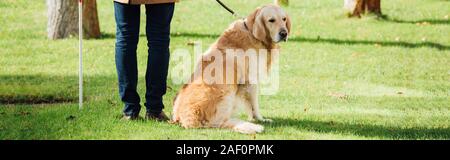 7/8-Ansicht von blinden Mann mit Stock und Hund stehen auf Gras, Panorama-Aufnahme ein. Stockfoto