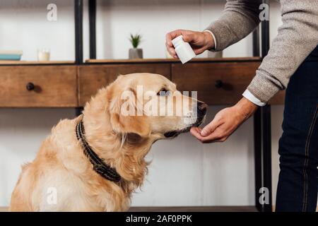 7/8-Ansicht des Menschen Vitamine zu geben Golden Retriever zu Hause Stockfoto