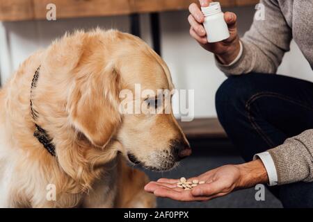 7/8-Ansicht des Menschen Vitamine zu geben Golden Retriever zu Hause Stockfoto