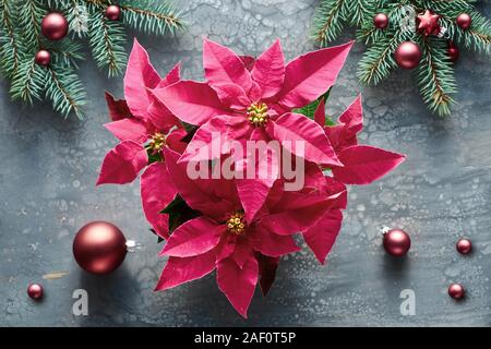 Pulsierende rosa Weihnachtsstern, Weihnachtsfeier, flach auf dunkle  Flssigkeit acryl Flssigkeit Farbe Hintergrund mit natrlichen Tannen  Zweigen und dunklen Rot gehalten Stockfotografie - Alamy