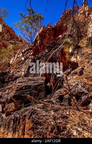 Nach Auswirkungen der Jan 2019 Buschfeuer und die anschließende Regrowth in der West MacDonnell Ranges und die verheerenden Auswirkungen um Standley Chasm. Stockfoto