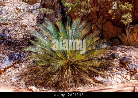 Nach Auswirkungen der Januar 2019 Buschfeuer und die anschließende Nachwachsen der MacDonnell Ranges Cycad innerhalb der Standley Chasm. Stockfoto