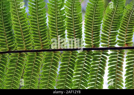 Reihen von Sporen auf der Unterseite der Farnwedel Stockfoto