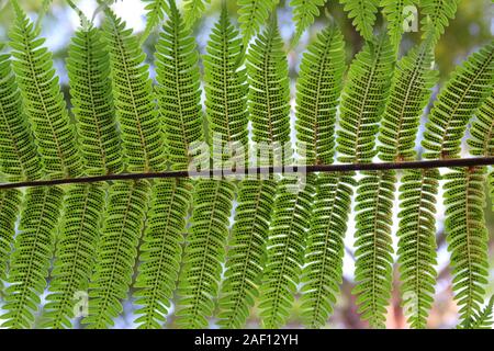 Reihen von Sporen auf der Unterseite der Farnwedel Stockfoto