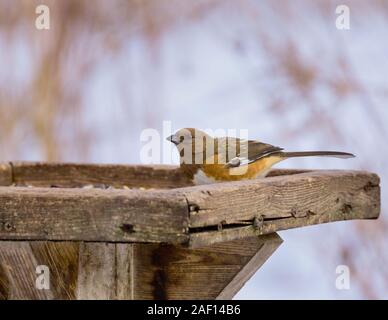 Eine weibliche Östlichen Towhee auf einer Plattform Bird Feeder in Ontario, Kanada. Stockfoto