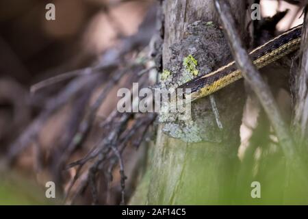 Nahaufnahme von einem Strumpfband Schlange in die Wälder des Glacier National Park in Montana, USA Stockfoto