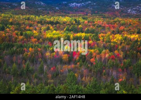 Panoramablick auf die Landschaft mit Bäumen mit schönen Herbst Farben von oben in Ontario, Kanada. Stockfoto