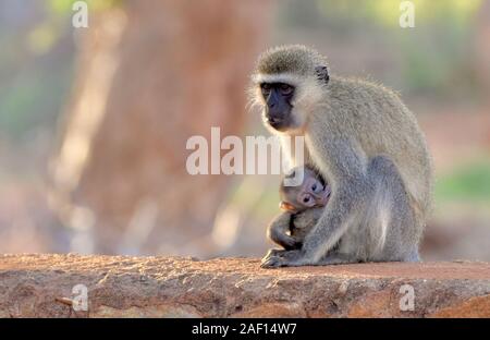 Meerkatze Säugling auf Stein Wand am Eingang der Amboseli National Park, Kenia. Copyspace. (Chlorocebus pygerythrus) Stockfoto