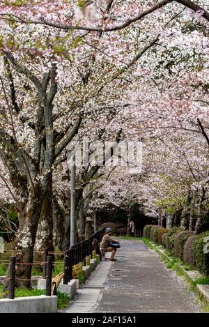 April, 11. 2019: Philosopher's Walk im Frühling. Kyoto, Japan Stockfoto