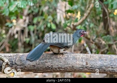 Chaco Chachalaca Stockfoto