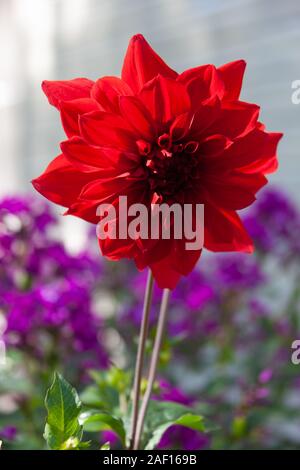 Altai Schöne Blumen Ruhig natürlichen Hintergrund entspannen. Stockfoto