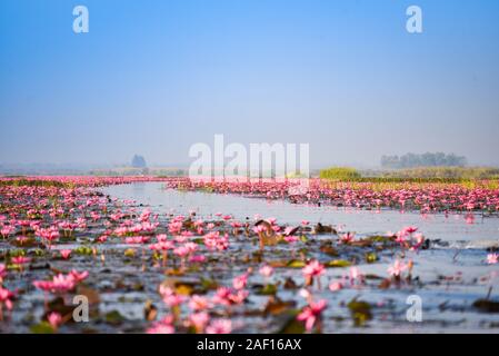 Der See Fluss mit roter Lotus lily Feld rosa Blume auf dem Wasser Natur Landschaft am Morgen Wahrzeichen in Udon Thani Thailand Stockfoto