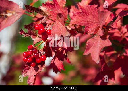 Altai wilde Landschaft Laub Bäume Stockfoto