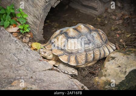 Afrikanische trieb Schildkröte/Close up Schildkröte liegend auf dem Boden Stockfoto