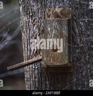 Eine alte hölzerne birdhouse befestigt an einem Baum Trun Stockfoto