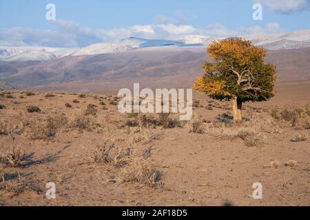 Blick auf Bäume in der Mongolei Stockfoto