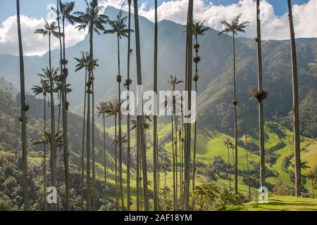 Valle de Cocora (cocora Tal) in der Nähe von Salento in Kolumbien. Stockfoto