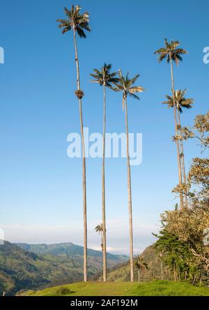 Valle de Cocora (cocora Tal) in der Nähe von Salento in Kolumbien. Stockfoto