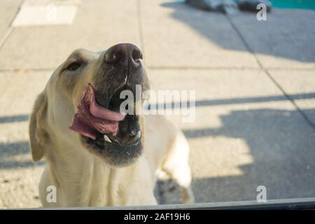 Gelben Labrador Retriever Hund leckt seine Lippen Stockfoto