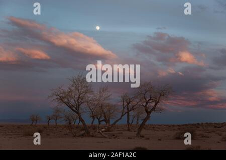 Bäume in einer Art der westlichen Mongolei am Abend Stockfoto