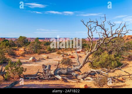 Wüstenlandschaft mit einem toten Baum im Vordergrund. Arches National Park. Utah. USA Stockfoto