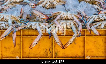 Krabbe Zange hängen über der Oberseite eines gelben Kunststoff Kiste, die mit frisch gefangenen Krabben und Eis gefüllt ist, zum Verkauf zu einem Fischmarkt in Dubai. Stockfoto