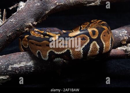 Ball python (Python regius) auf dem Zweig Stockfoto