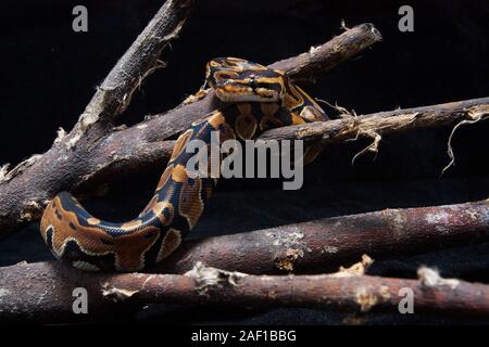 Ball python (Python regius) auf dem Zweig Stockfoto