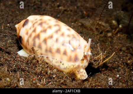 Beringter Olive Shell, Oliva meistens. Tulamben, Bali, Indonesien. Bali Meer, Indischer Ozean Stockfoto