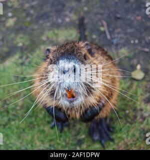 Nutria Tier steht auf seinen Hinterbeinen suchen Stockfoto