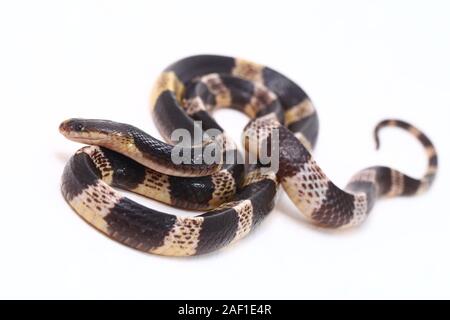 Sehr giftige, Malayan krait oder blauer Krait (Bungarus candidus) auf weißem Hintergrund Stockfoto