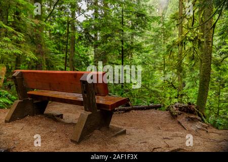 Single Holzbank auf einem Hang inmitten von Pinien an einem regnerischen Tag in die Lynn Canyon Park Wald in Vancouver, Kanada, geringe Tiefenschärfe Stockfoto