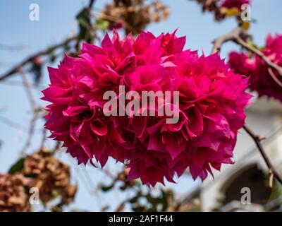 Blühende magenta Bougainvillea Blume mit blauen Himmel als Hintergrund Stockfoto