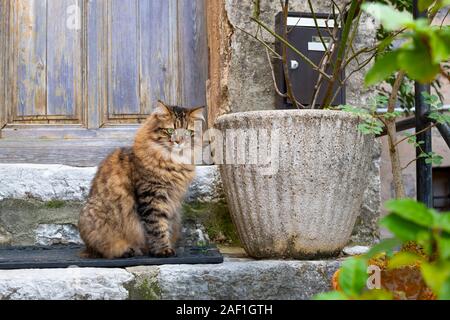 Eine schöne lange Haare tabby Katze mit leuchtenden grünen Augen außerhalb einer Verwitterten blaue Tür im mittelalterlichen Dorf Gourdon, Frankreich. Stockfoto